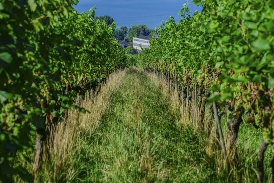 The organic winery Rebhalde
