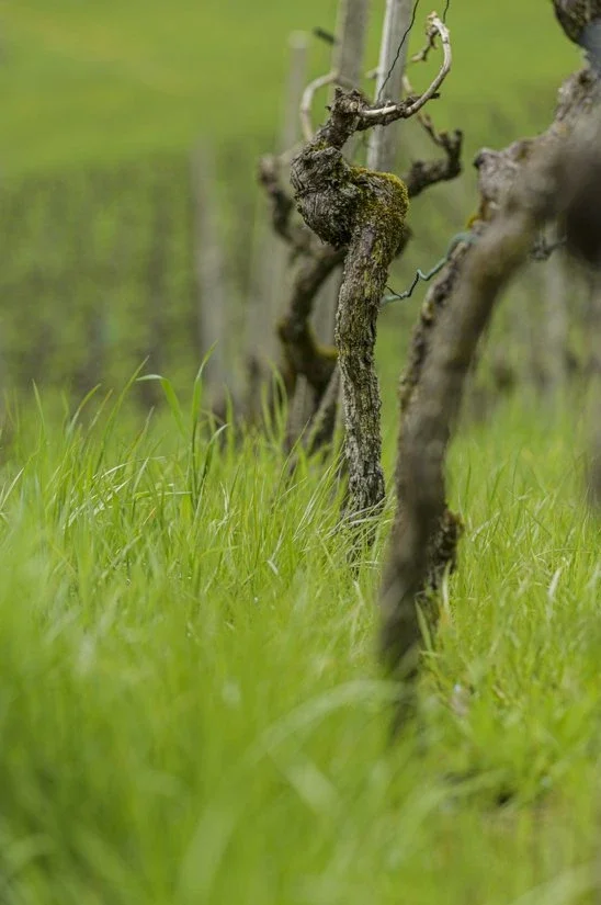 Viticulture biologique au bord du lac de Zurich