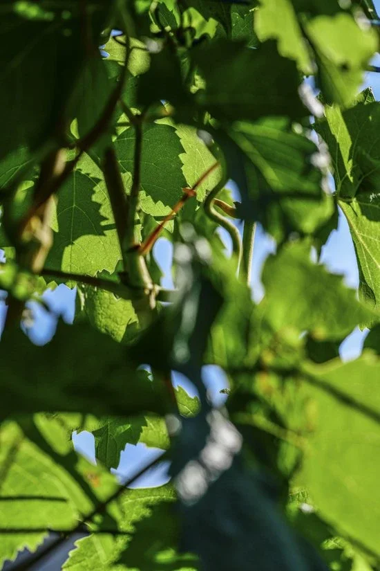 Pas de vin sans travail d'équipe